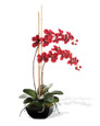 Silk Vanda Orchid Plant