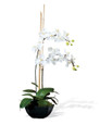 White Vanda Silk Orchid