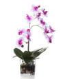 Phalaenopsis Orchid Accent