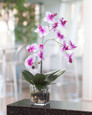 Phalaenopsis Orchid Accent