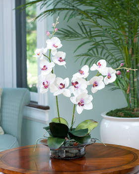 Cream Fuchsia Phalaenopsis Orchid in elegant glass bowl