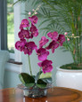 Cream Purple Phalaenopsis Orchid in elegant glass bowl