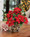Poinsettia & Holly<br>Silk Holiday Arrangement