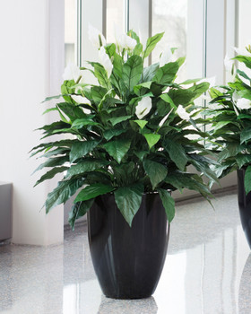 Double Silk Spathiphyllum Plant