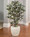 Silk Ficus Bush Plant. Available at Petals.