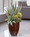 Baja Agave & Echeveria Artificial Succulent Planter