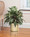 Aspidistra, Palm & Silver King Silk Foliage Planter, by Petals.
