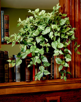 Cascading Silk Pothos Plant in aged oval planter