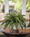 21" Premier Fern Faux Foliage Planter. Available at Petals.