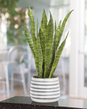 Sansevieria Faux Houseplant, arranged in a gray and white striped ceramic pot. Available at Petals.