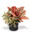 Croton & Schefflera Faux Foliage Planter
