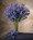 27" Artificial Rock Cress Flower Spray in Blue.