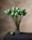 Water Lily Bud Faux Flower Stem - Cream