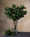 Westland Artificial Ficus Leaf Foliage Branch - 24"