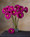 Fuschia Silk Gerbera Daisy Flower Stem