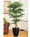 6' pagoda mig aralia silk tree with authentic wood truck, by Petals.