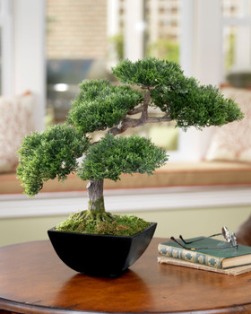 Cypress Bonsai Tree